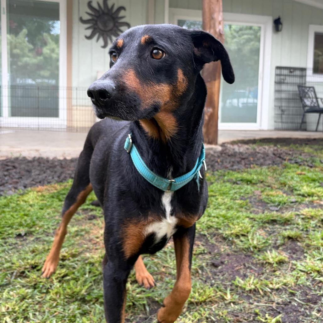 Enlarge Waffles, a Adoptable Mixed Breed in Keaau, HI image 3/6
