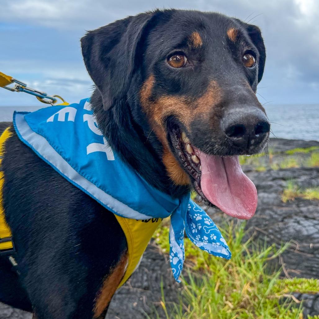 Enlarge Waffles, a Adoptable Mixed Breed in Keaau, HI image 4/6