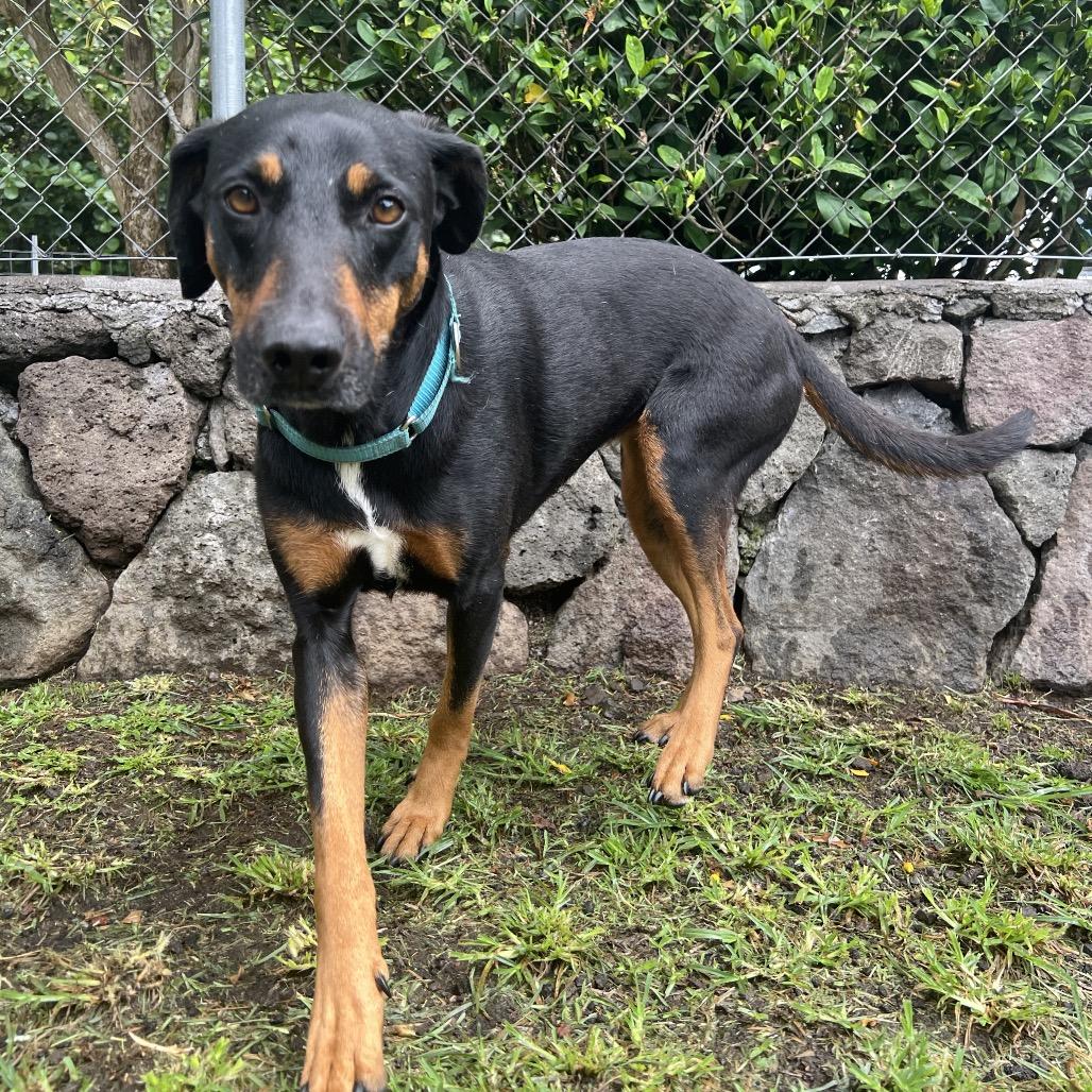 Enlarge Waffles, a Adoptable Mixed Breed in Keaau, HI image 5/6