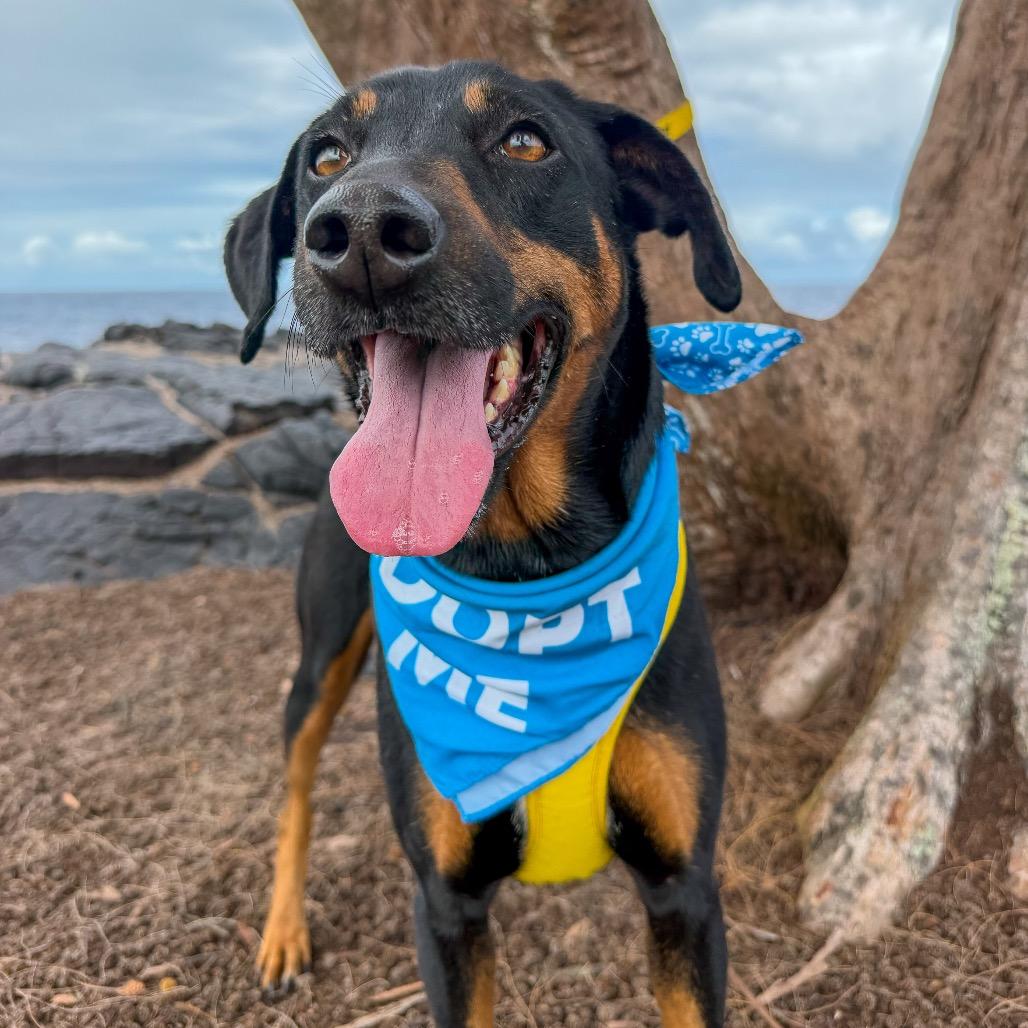 Enlarge Waffles, a Adoptable Mixed Breed in Keaau, HI image 6/6