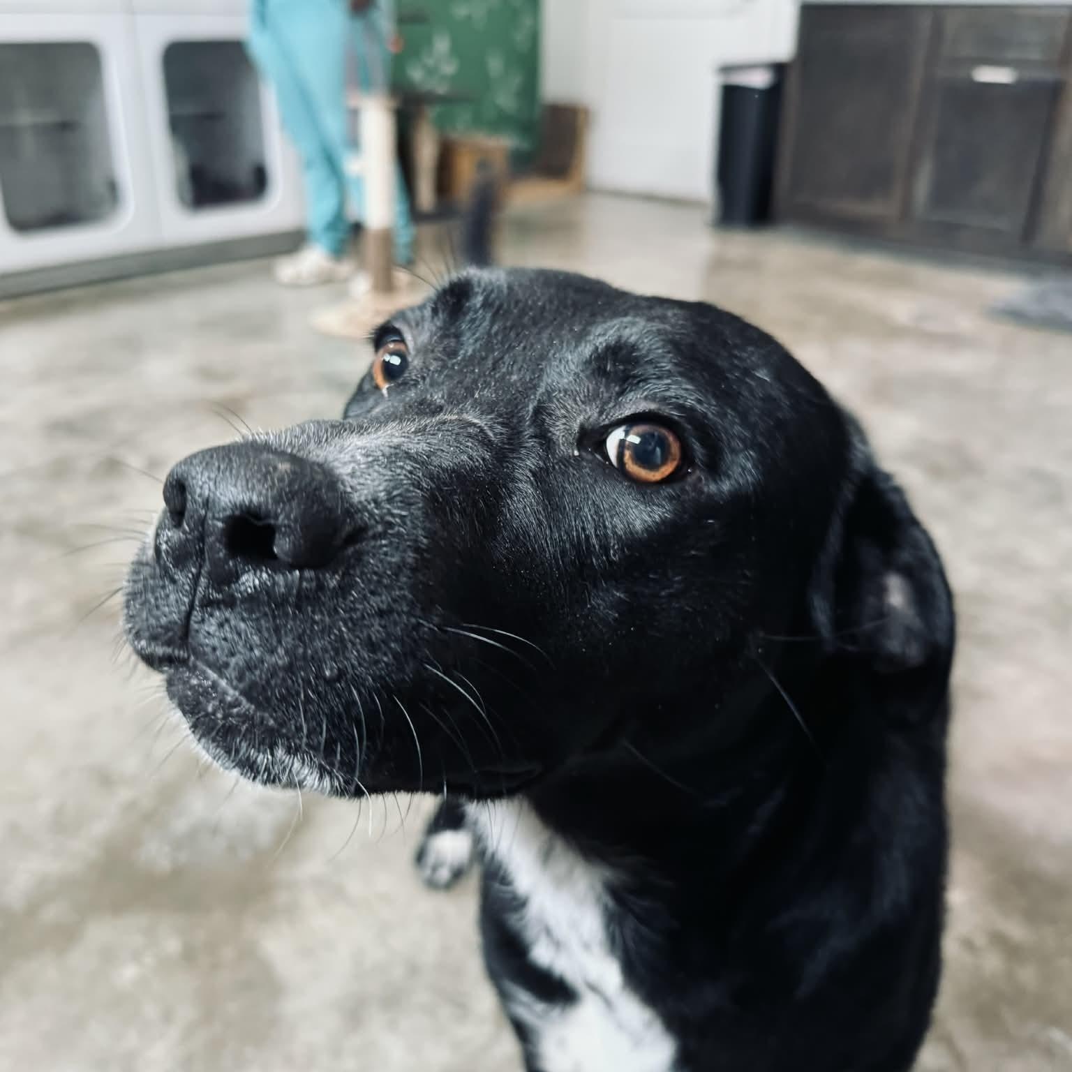 Ivy, Adoptable, Young Female Labrador Retriever & Mixed Breed.