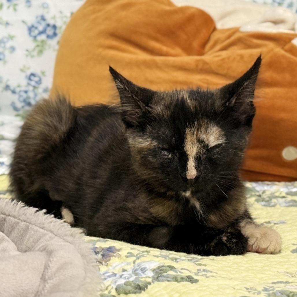 Enlarge Pebbles, a Adopted Domestic Short Hair in Abbotsford, BC image 3/6