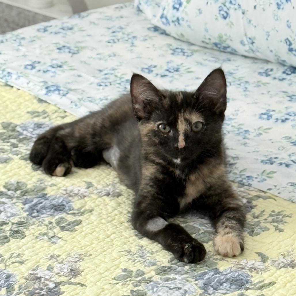 Enlarge Pebbles, a Adopted Domestic Short Hair in Abbotsford, BC image 2/6