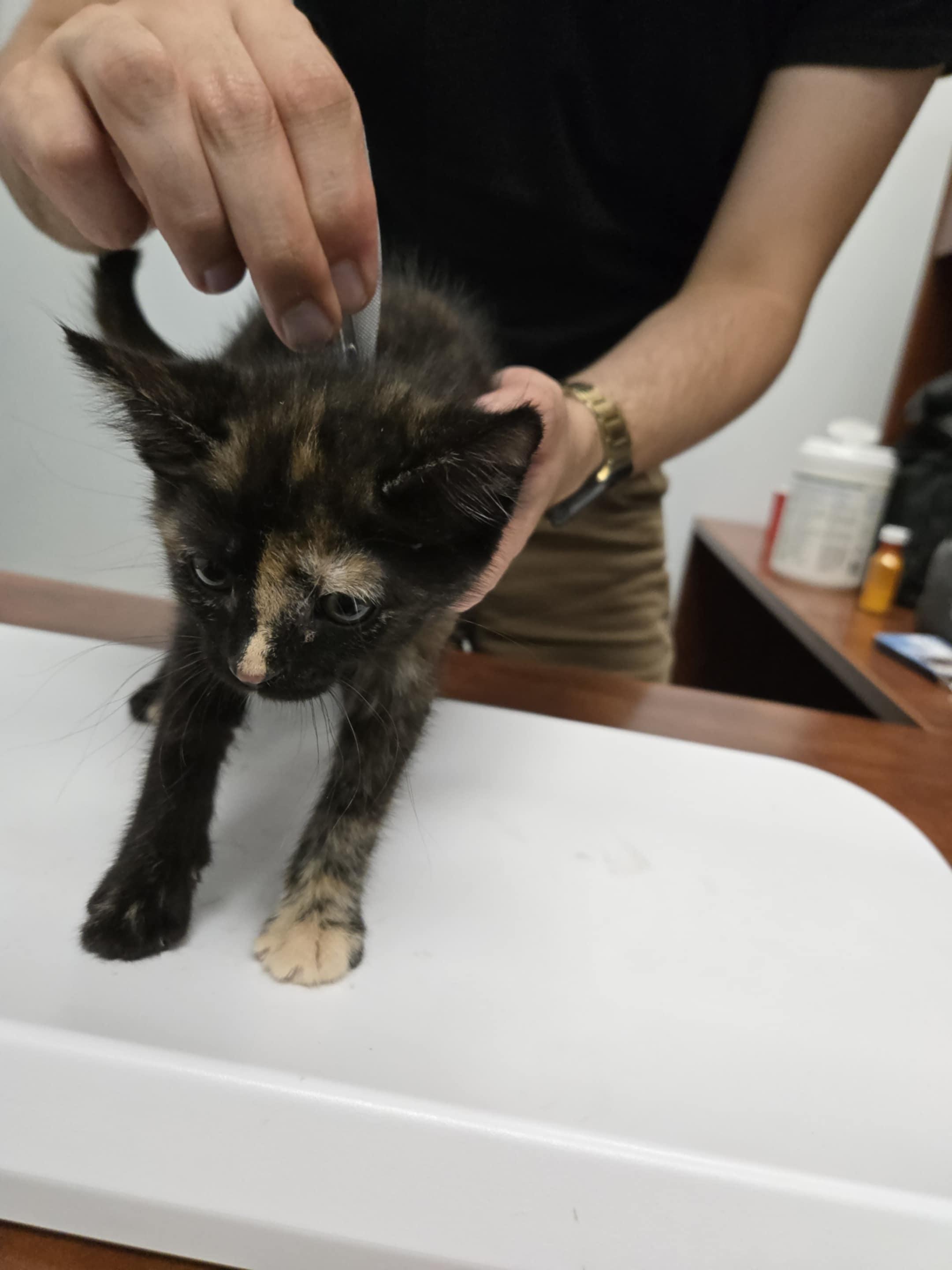 Enlarge Pebbles, a Adopted Domestic Short Hair in Abbotsford, BC image 6/6