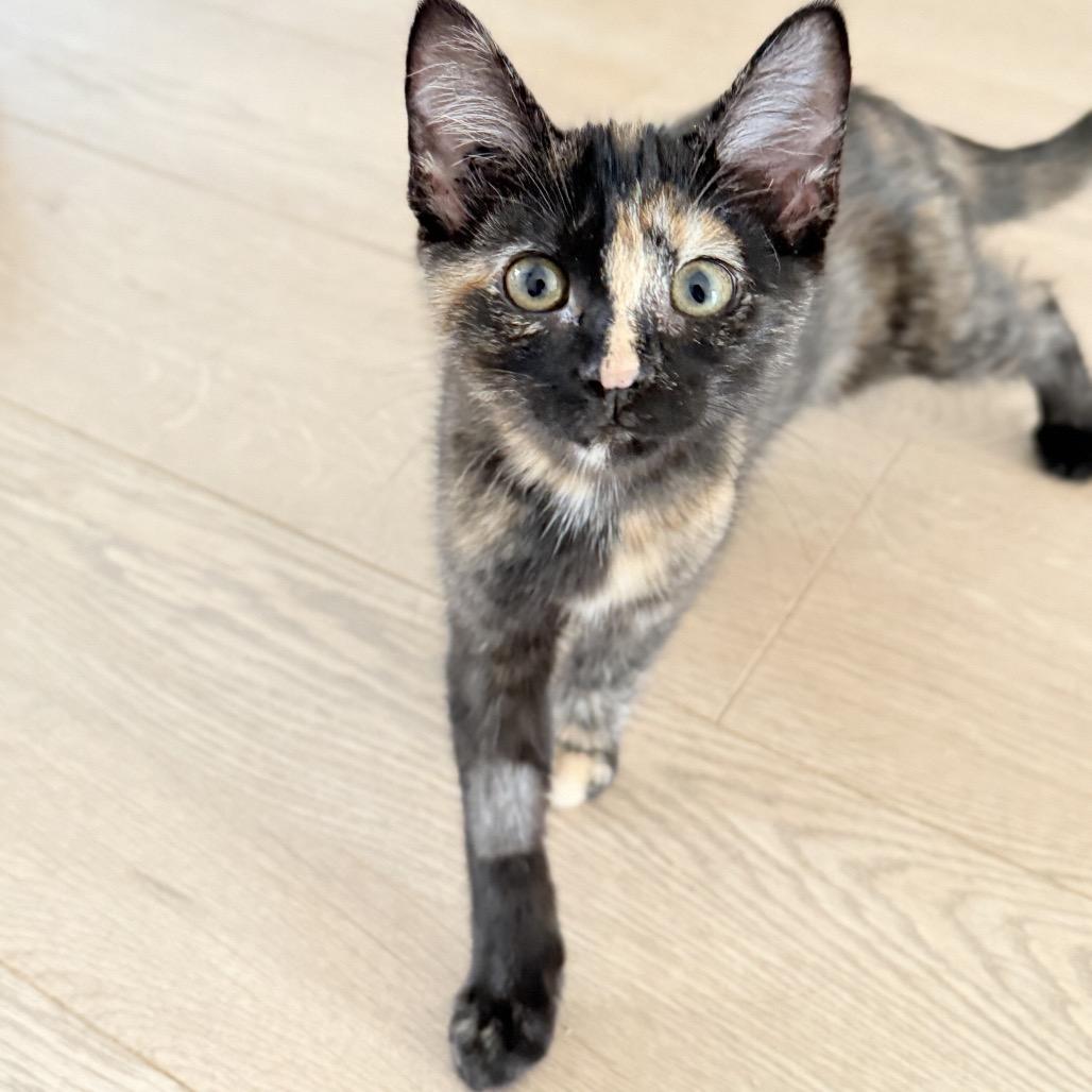 Enlarge Pebbles, a Adopted Domestic Short Hair in Abbotsford, BC image 4/6