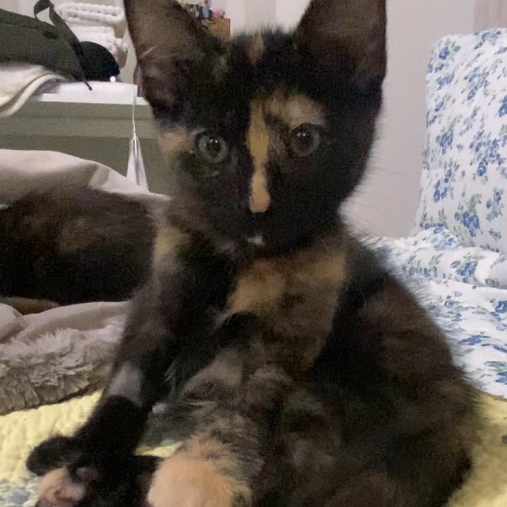 Pebbles, Adopted, Kitten Female Domestic Short Hair.