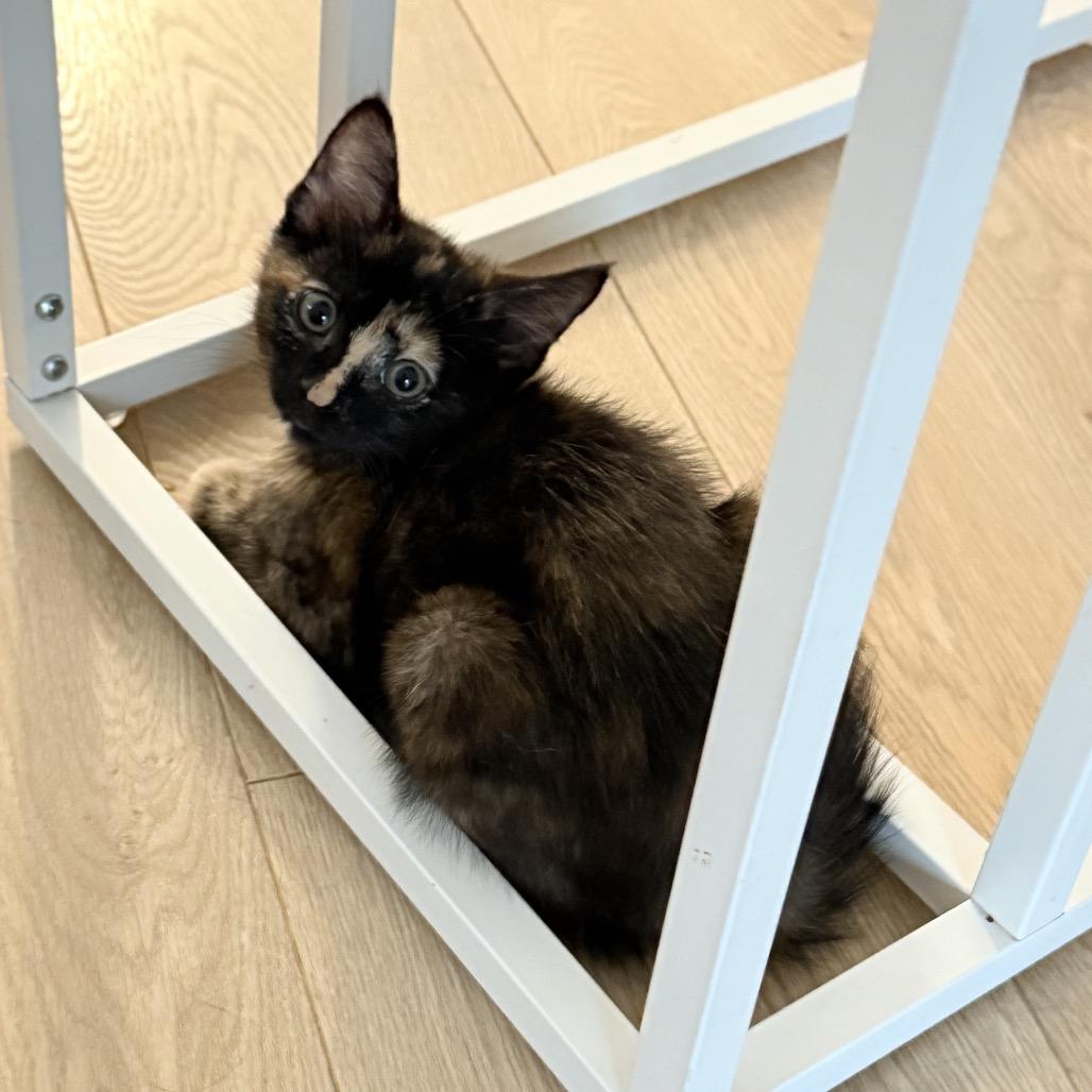 Enlarge Pebbles, a Adopted Domestic Short Hair in Abbotsford, BC image 5/6