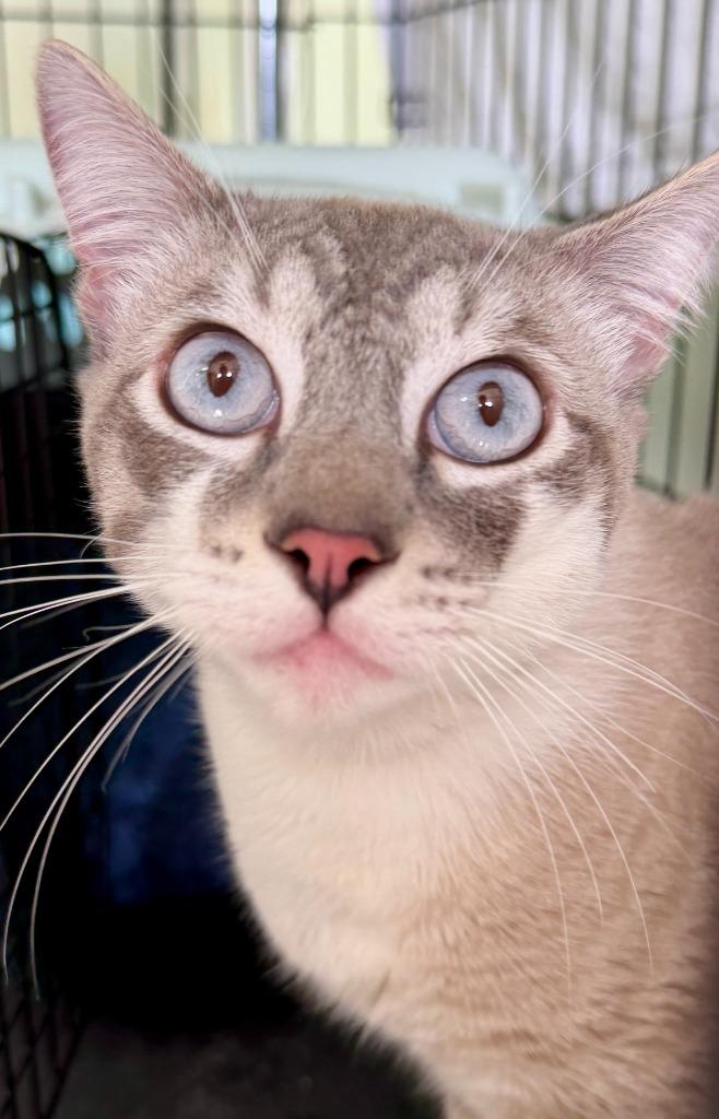 George, Adopted, Young Male Domestic Short Hair.