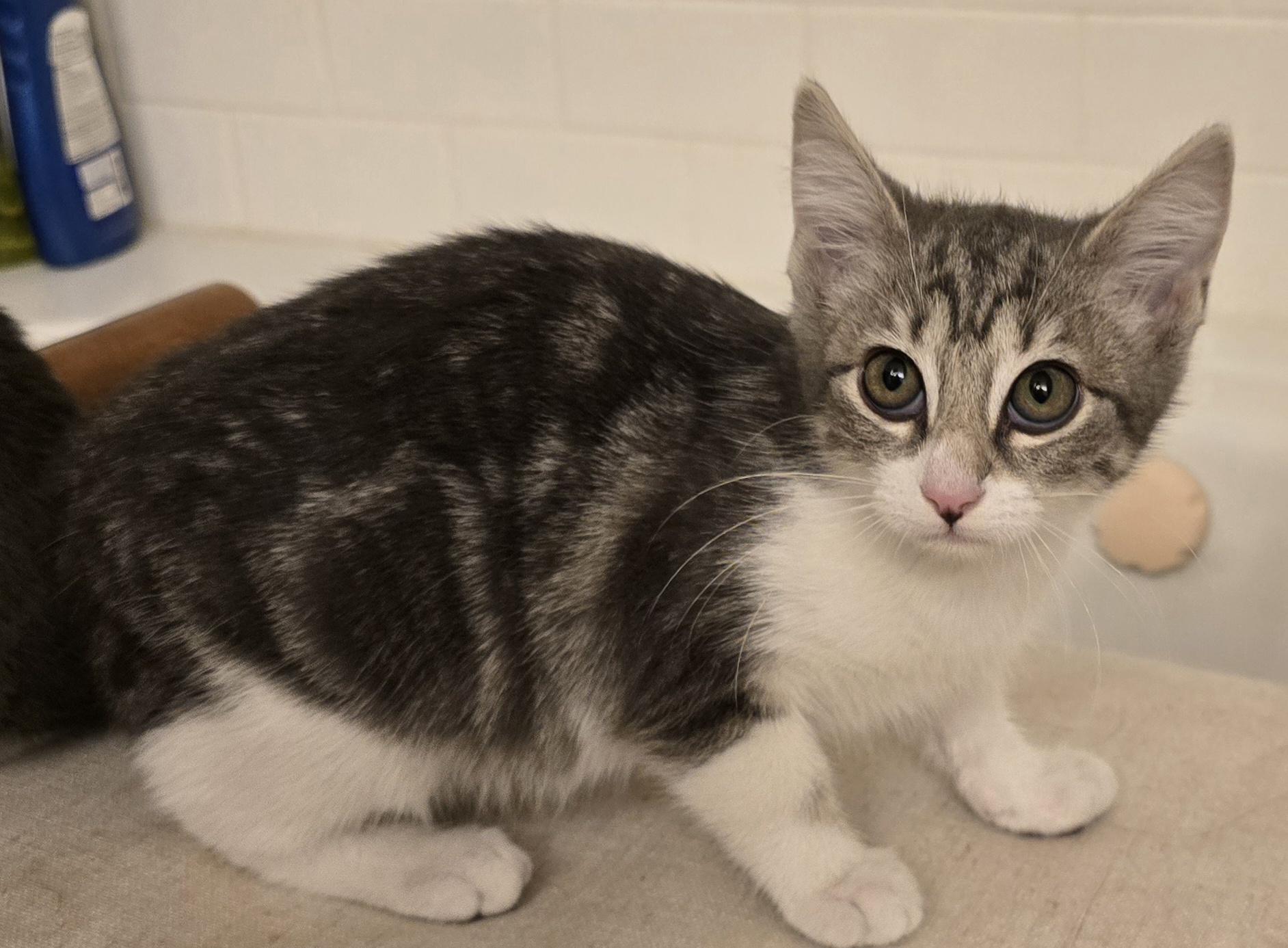 Enlarge Uliana OR14168-T, an adoptable mixed breed in Beaverton, OR image 1/6