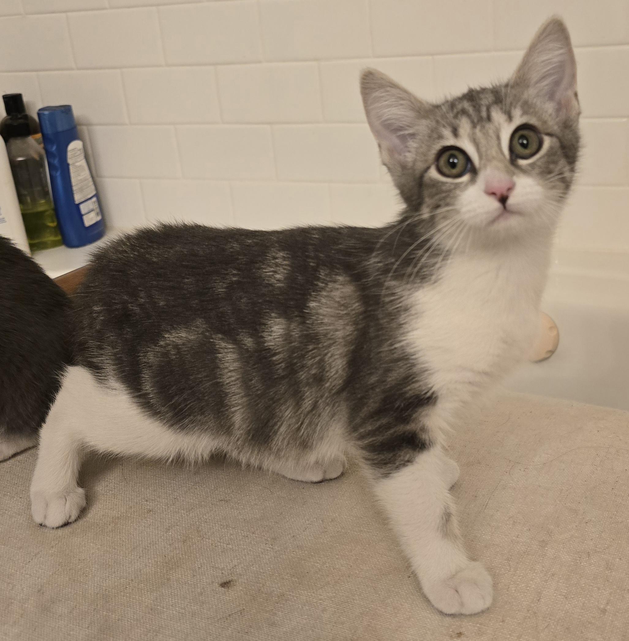 Enlarge Uliana OR14168-T, an adoptable mixed breed in Beaverton, OR image 6/6