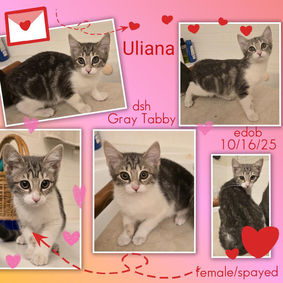 Enlarge Uliana OR14168-T, an adoptable mixed breed in Beaverton, OR image 3/6