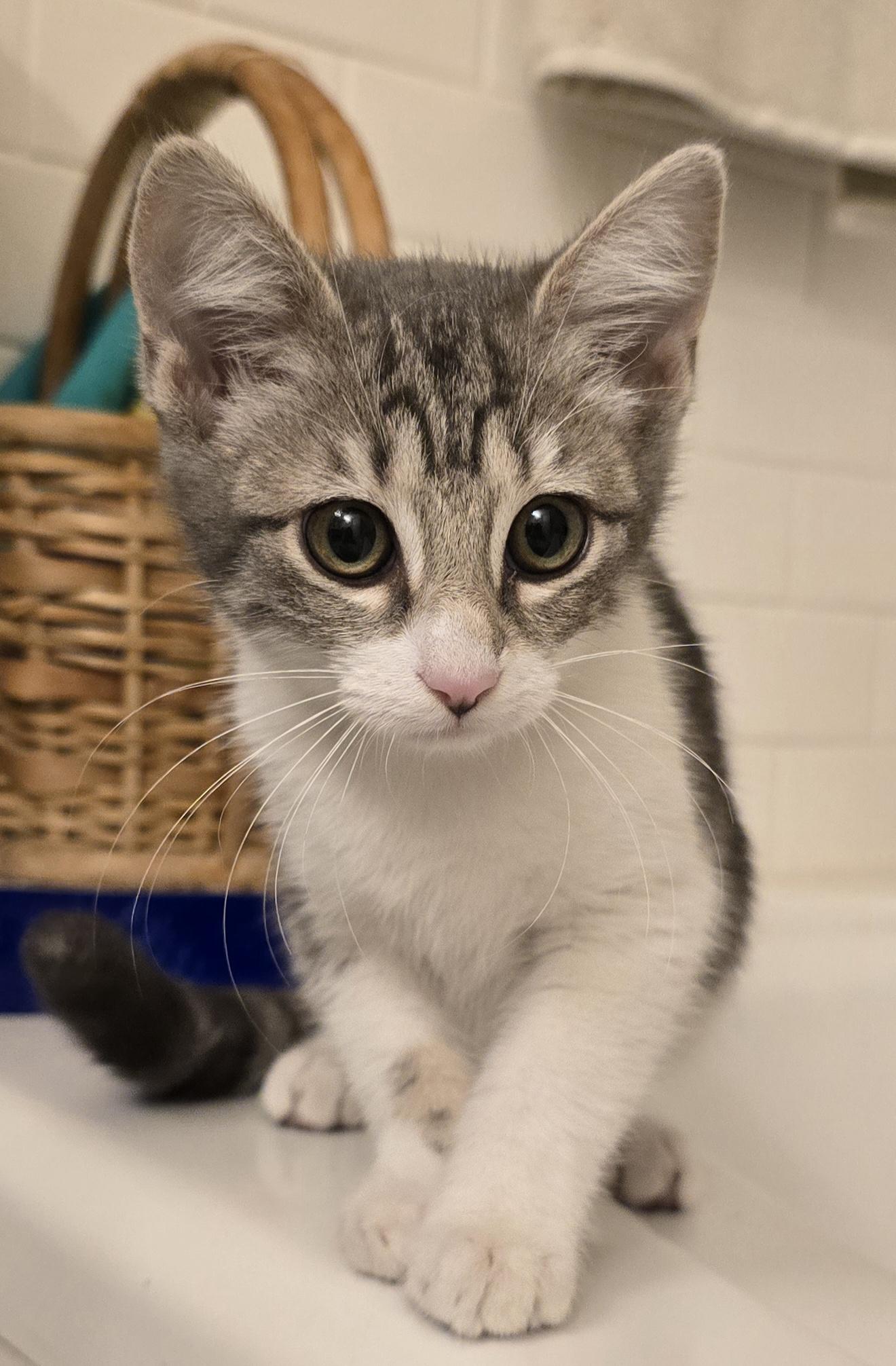 Enlarge Uliana OR14168-T, an adoptable mixed breed in Beaverton, OR image 4/6