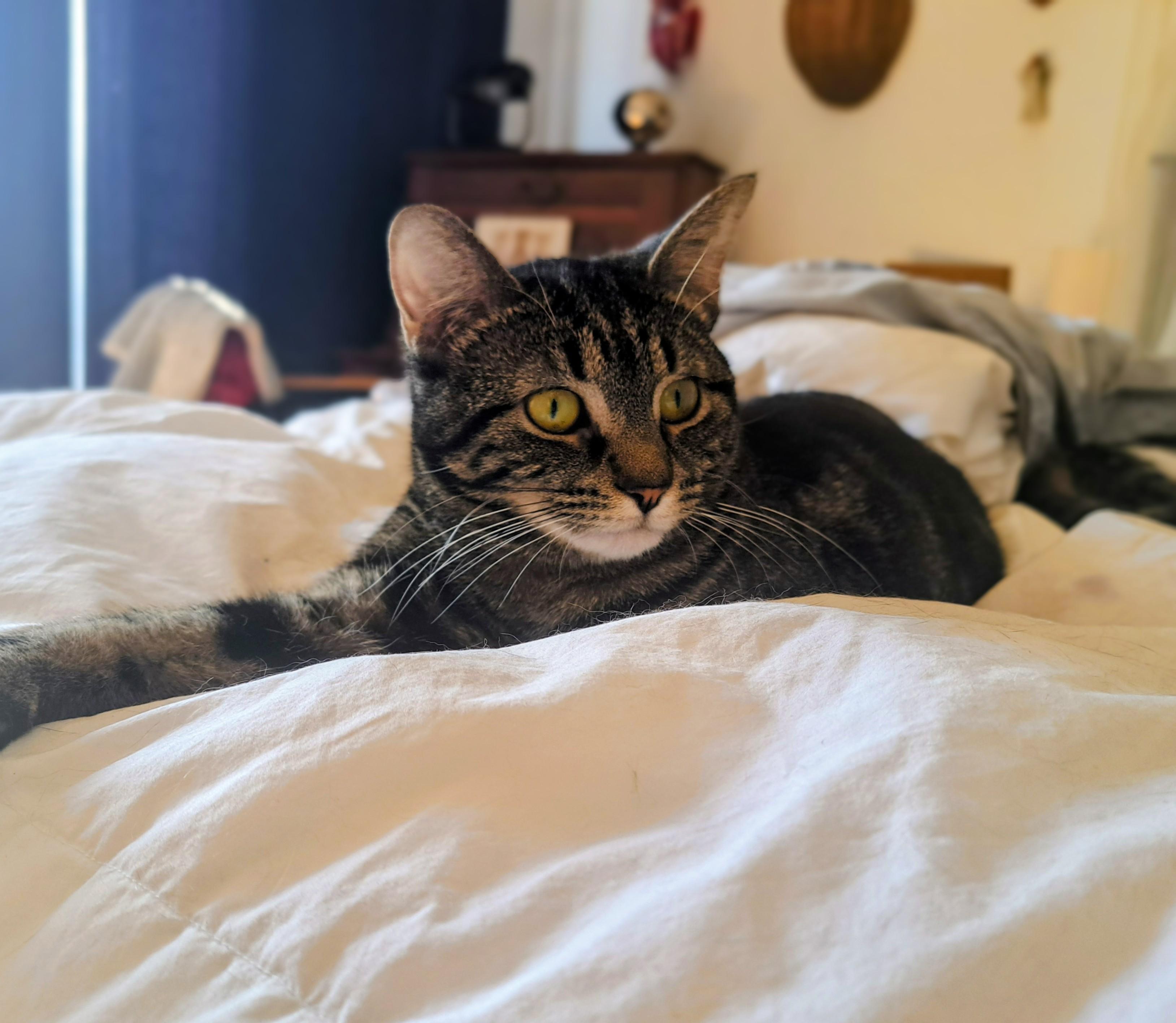 Molly, adopted, Kitten Female Domestic Short Hair.