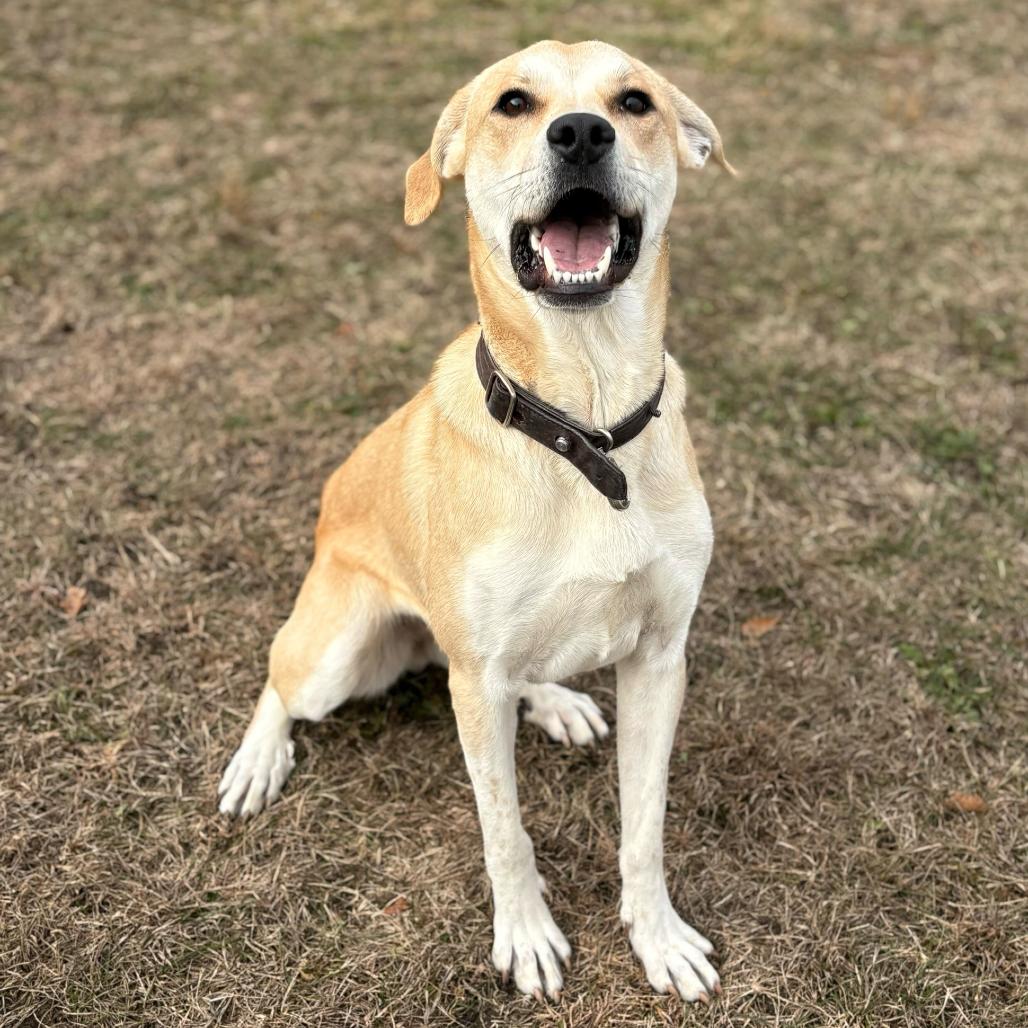 Jennifer, Adoptable, Young Female Mixed Breed.