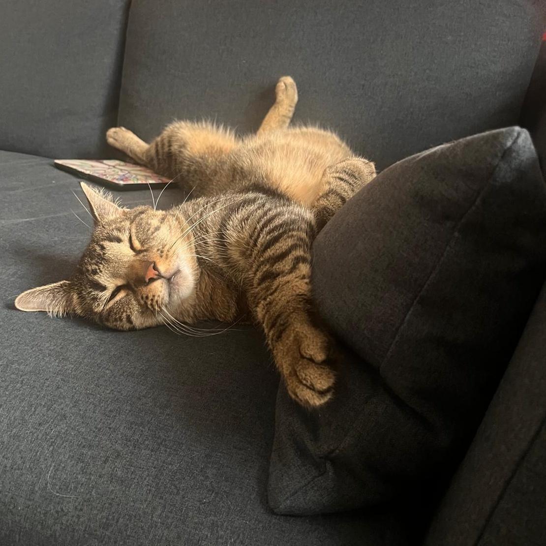 Remy, a ADOPTABLE Tabby in New York, NY image 1/6