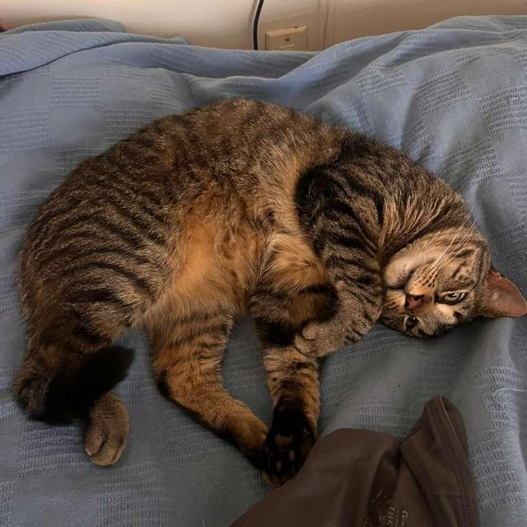 Remy, a ADOPTABLE Tabby in New York, NY image 5/6