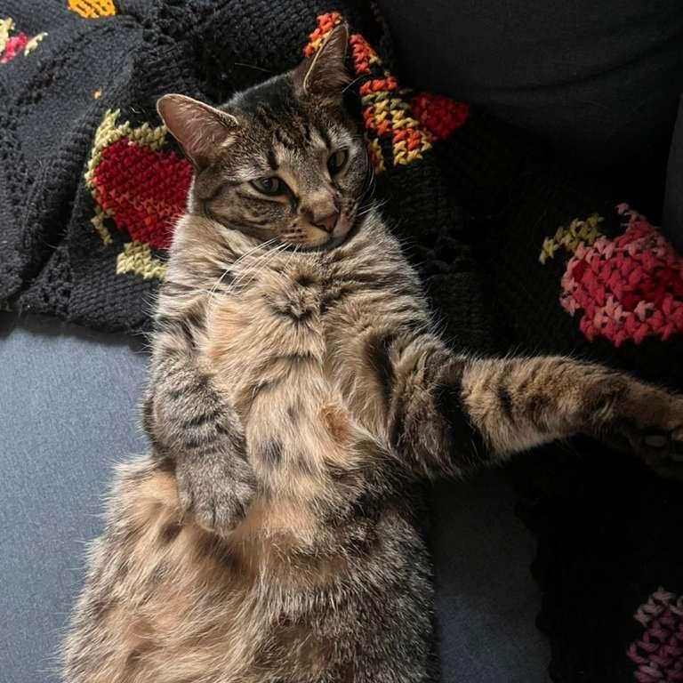 Remy, a ADOPTABLE Tabby in New York, NY image 4/6