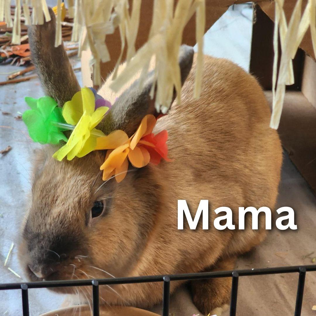 Mama, Adoptable, Adult Female Lionhead.