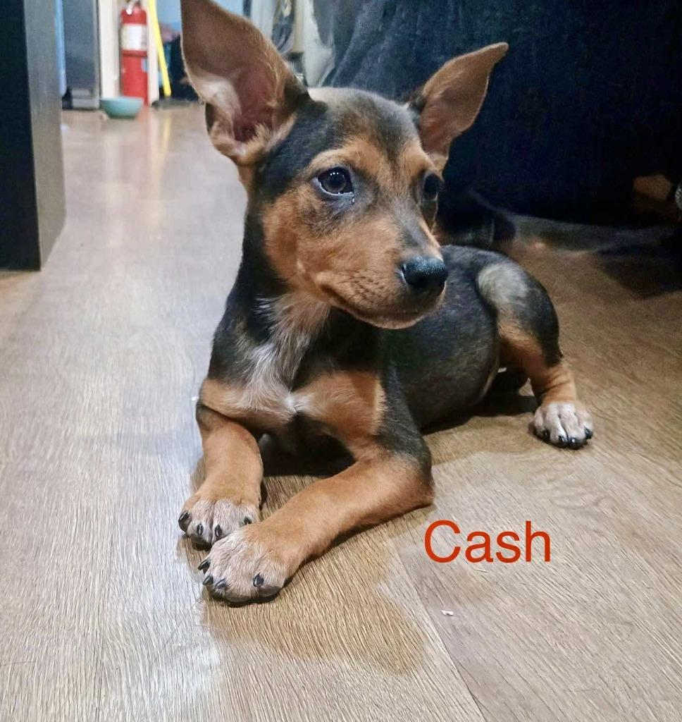 Cash, Adopted, Young Male Australian Cattle Dog / Blue Heeler.