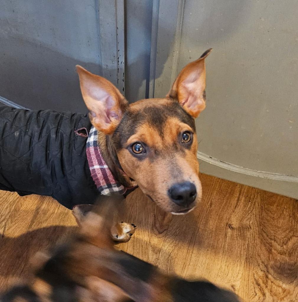 Enlarge Cash, a Adopted Australian Cattle Dog / Blue Heeler in Indianola, IA image 2/4