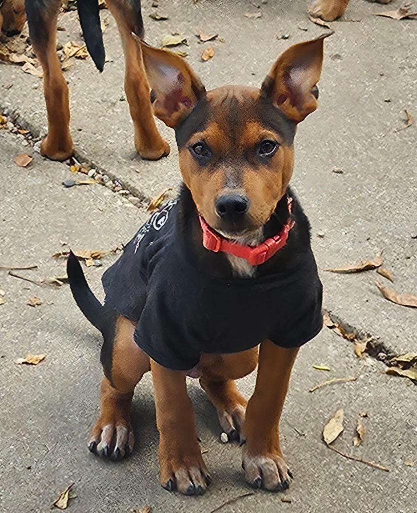Cash, Adoptable, Puppy Male Australian Cattle Dog / Blue Heeler.