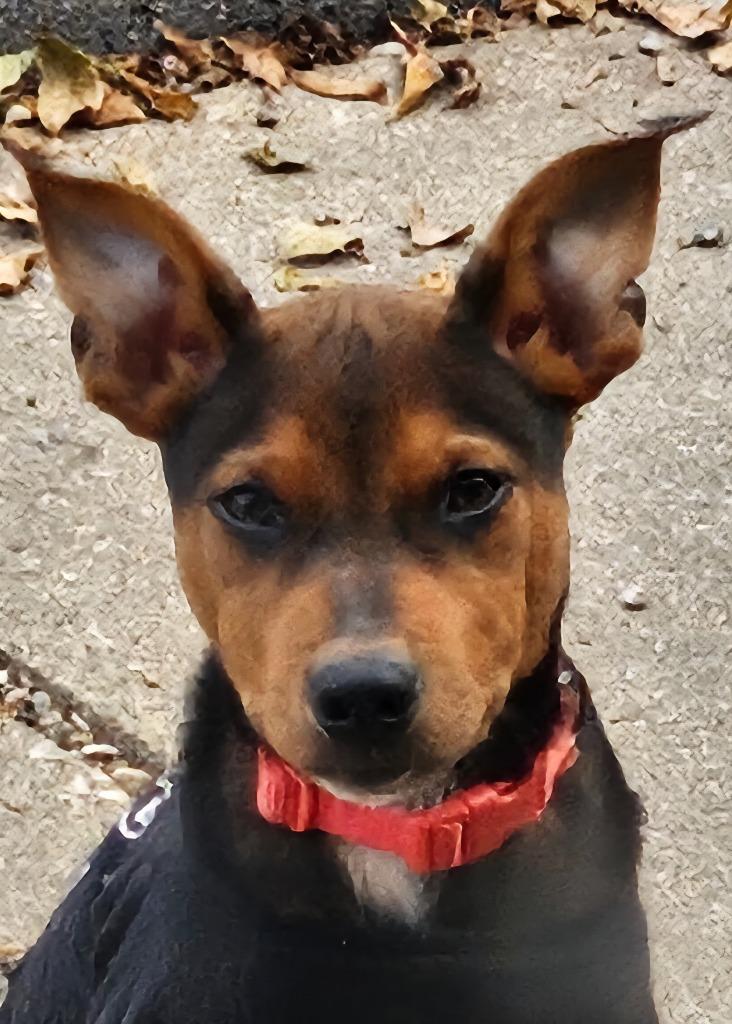 Enlarge Cash, a Adopted Australian Cattle Dog / Blue Heeler in Indianola, IA image 4/4