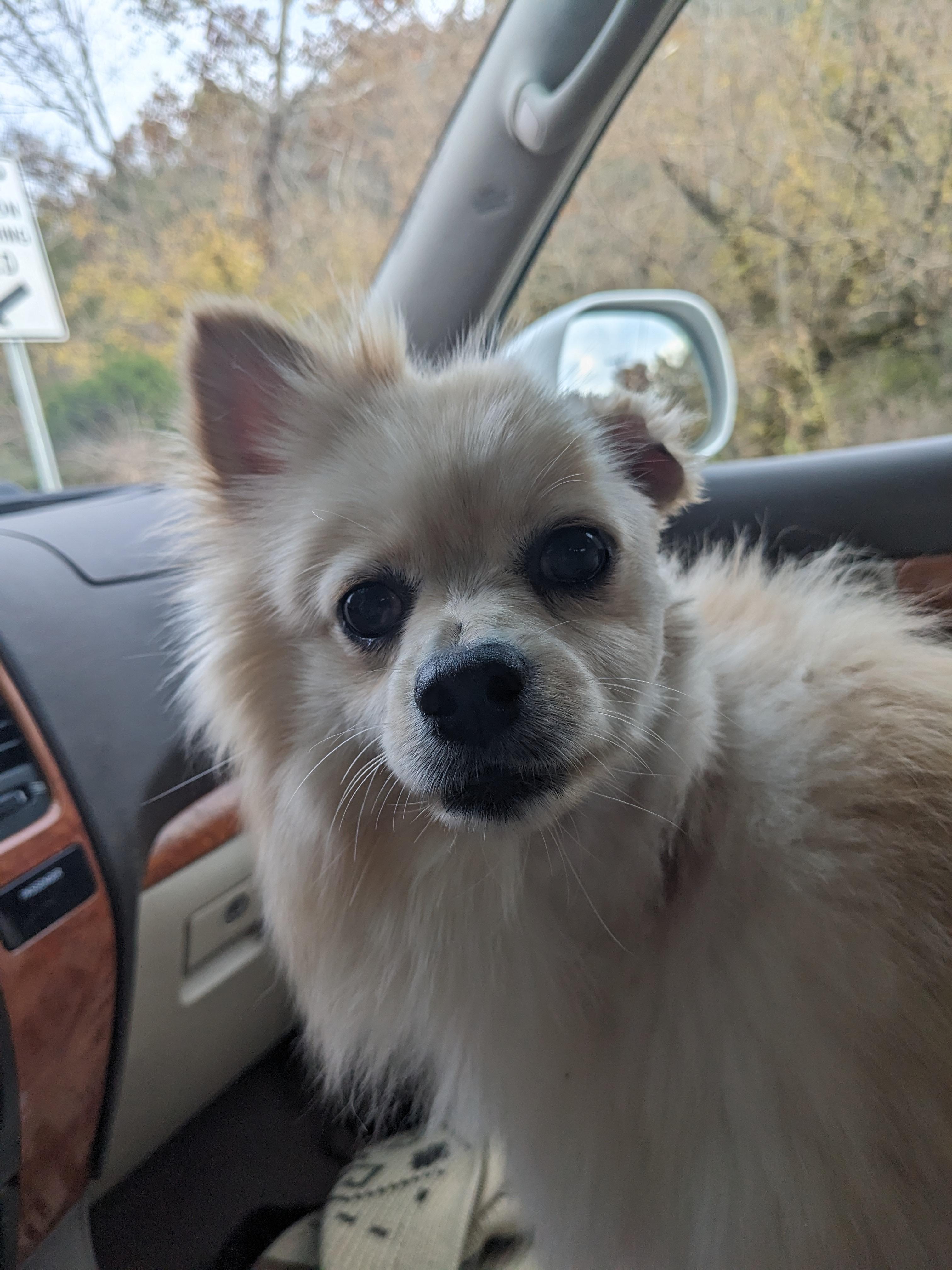 Gabriella, a Adopted Pomeranian in Dowelltown, TN image 1/3