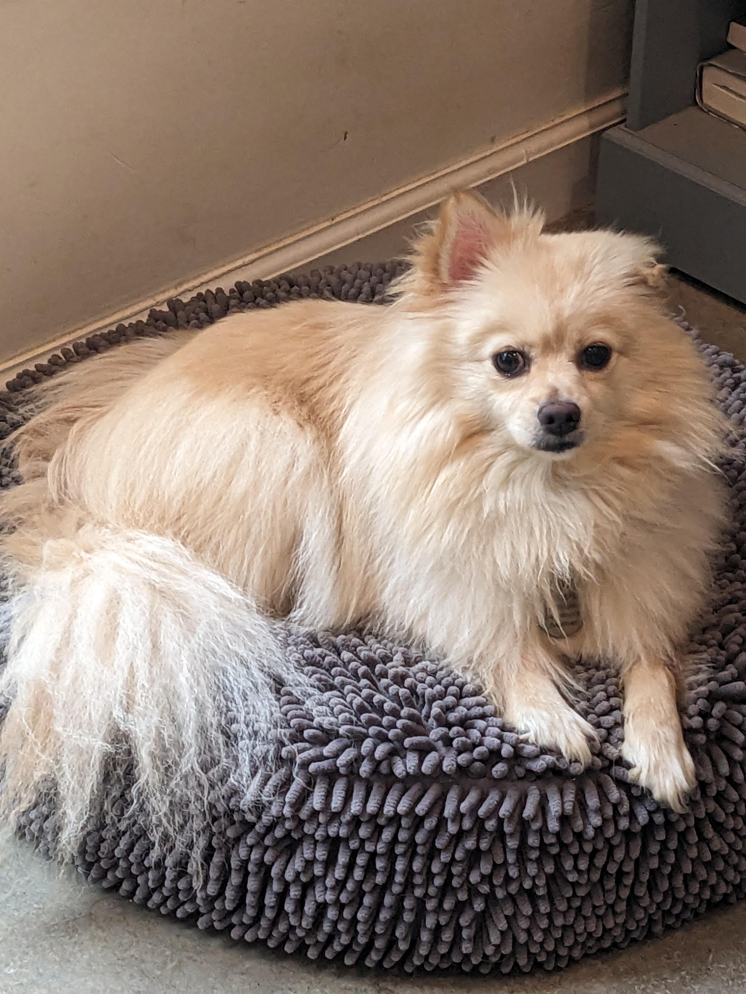 Gabriella, a Adopted Pomeranian in Dowelltown, TN image 2/3