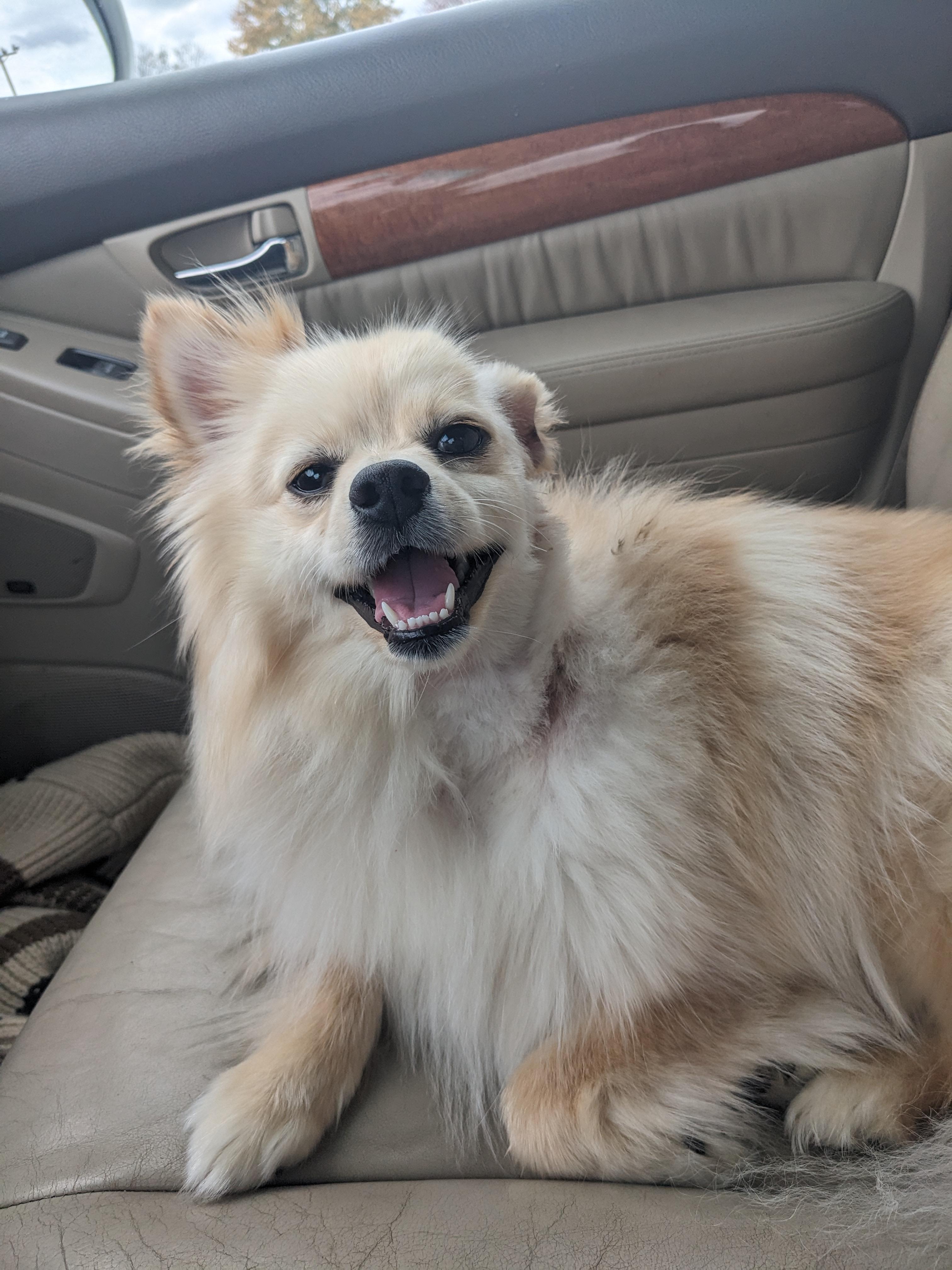 Gabriella, a Adopted Pomeranian in Dowelltown, TN image 3/3