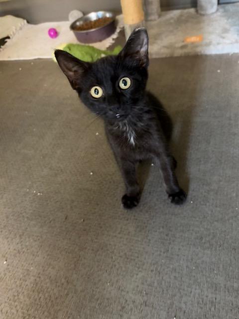 Frogger, Adoptable, Kitten Female Domestic Short Hair.