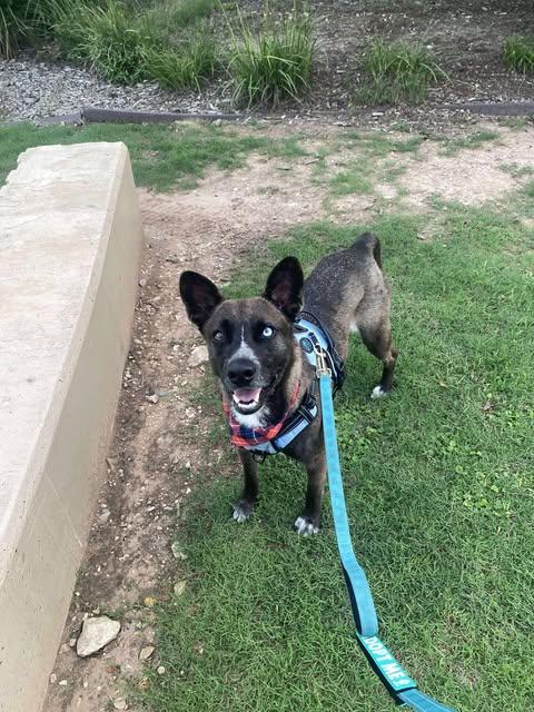 Cooper, a Adoptable Shepherd in Bayonne, NJ image 5/6