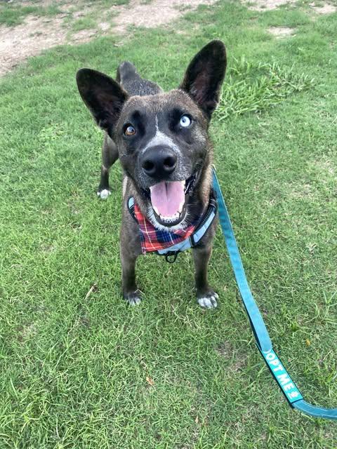 Cooper, a Adoptable Shepherd in Bayonne, NJ image 2/6