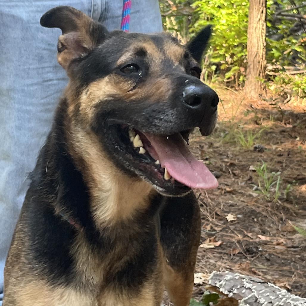 Casino, a Adoptable mixed breed in Palestine, TX image 1/5