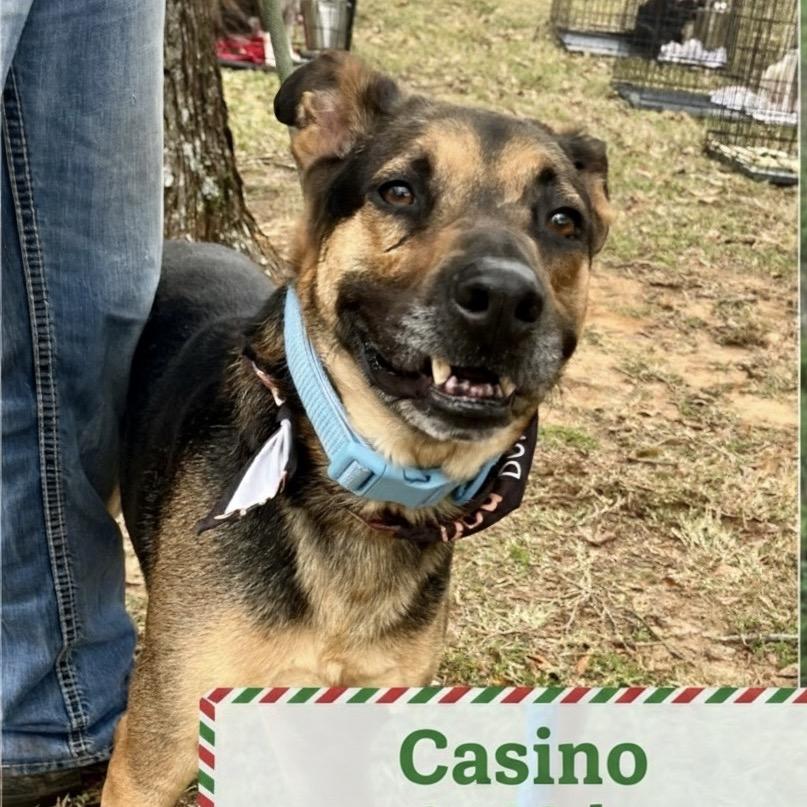 Casino, a Adoptable mixed breed in Palestine, TX image 2/5