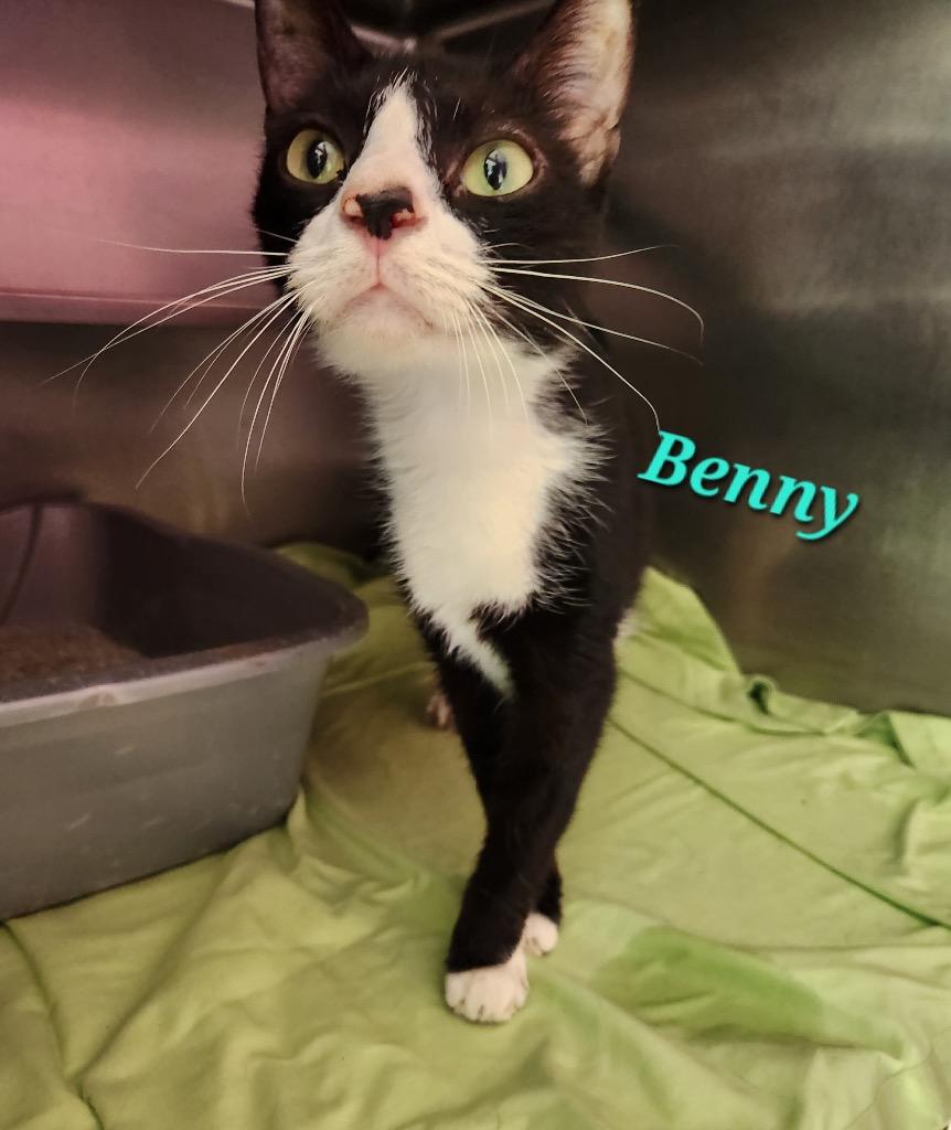 Benny, Adoptable, Young Male Domestic Short Hair.