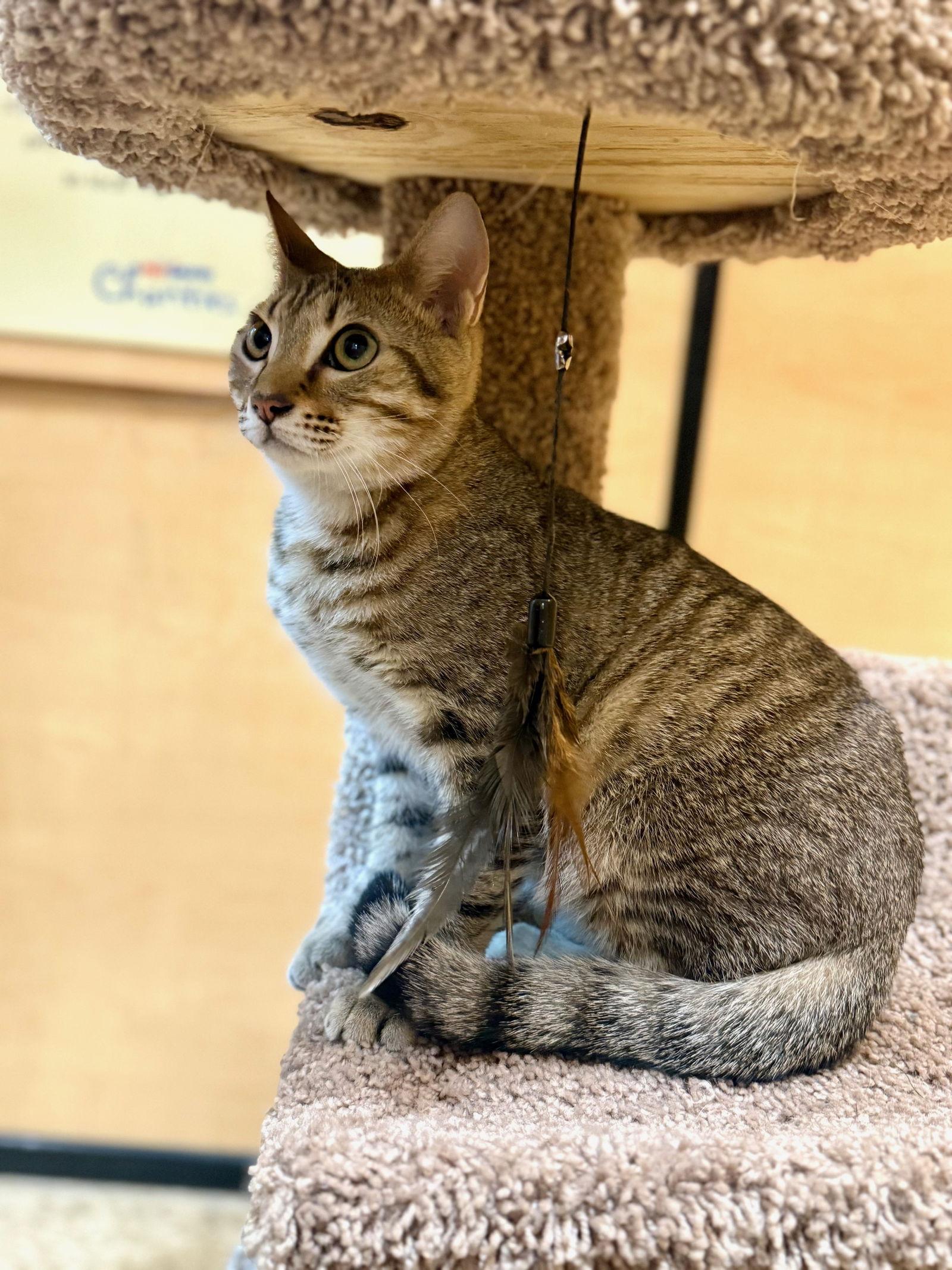 Enlarge Nimbus (new), a Adoptable Domestic Short Hair in Wesley Chapel, FL image 1/2