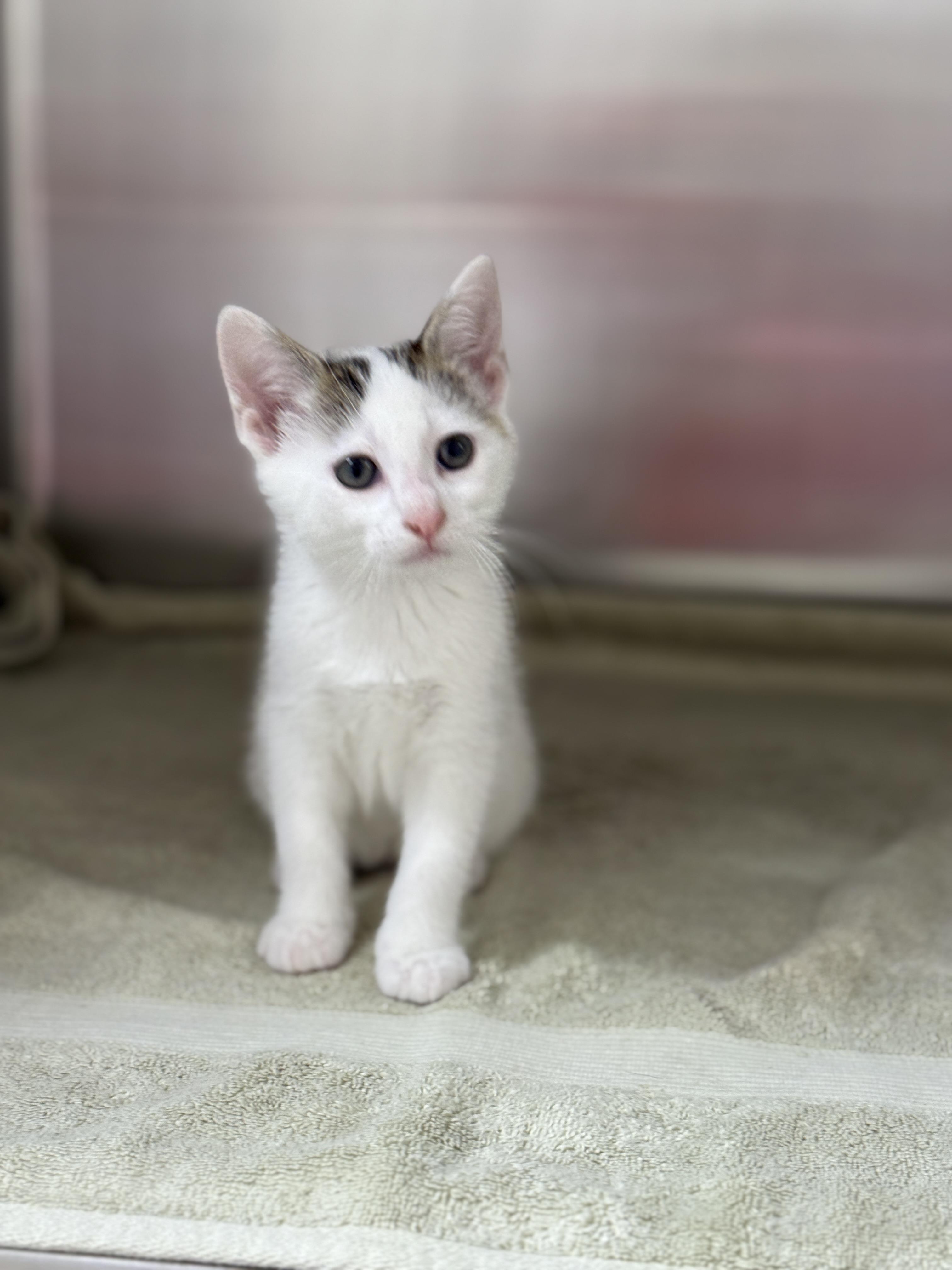 Enlarge Elijah, an adopted Domestic Short Hair in Pawleys Island, SC image 2/3