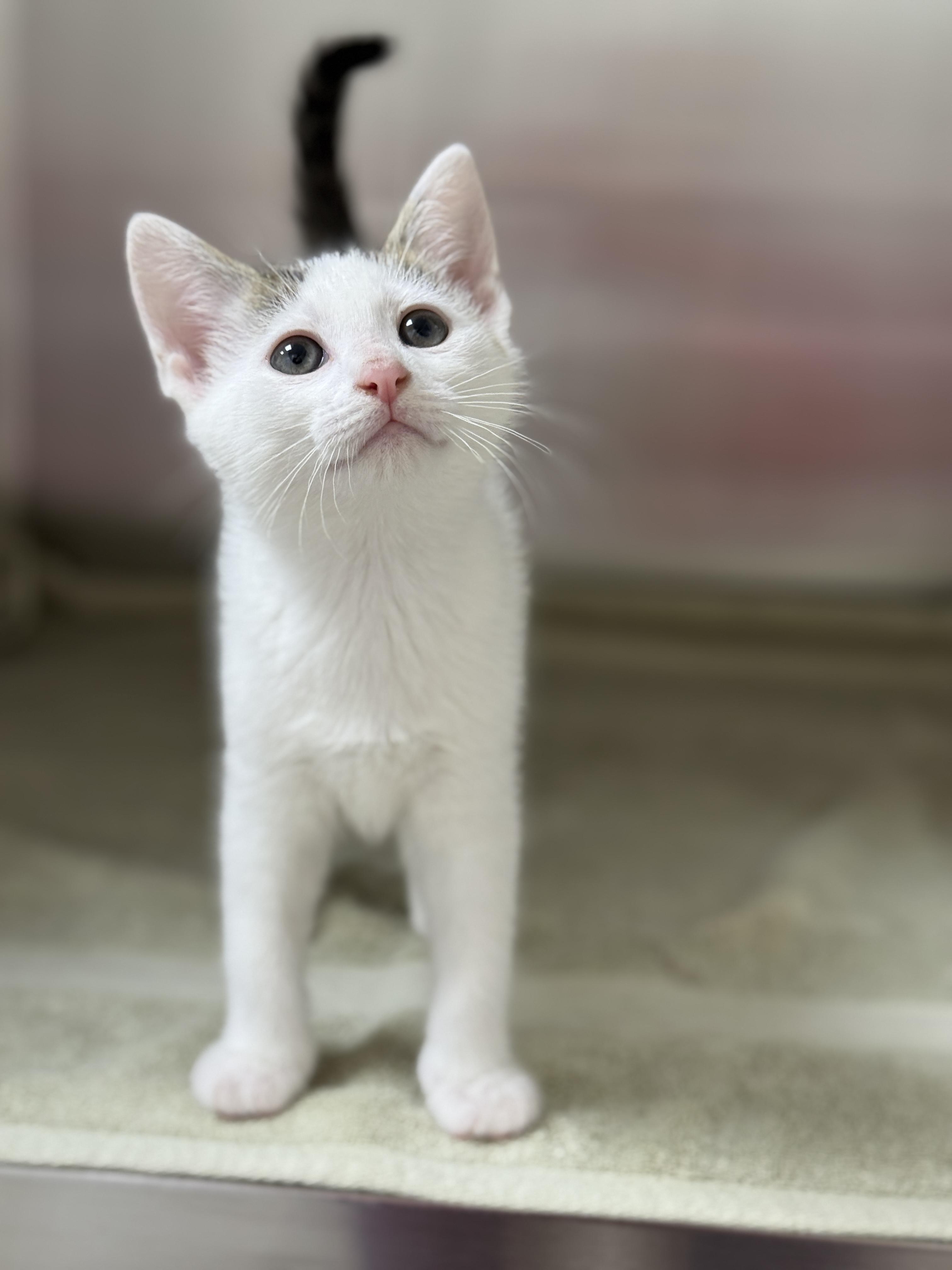 Enlarge Elijah, an adopted Domestic Short Hair in Pawleys Island, SC image 1/3