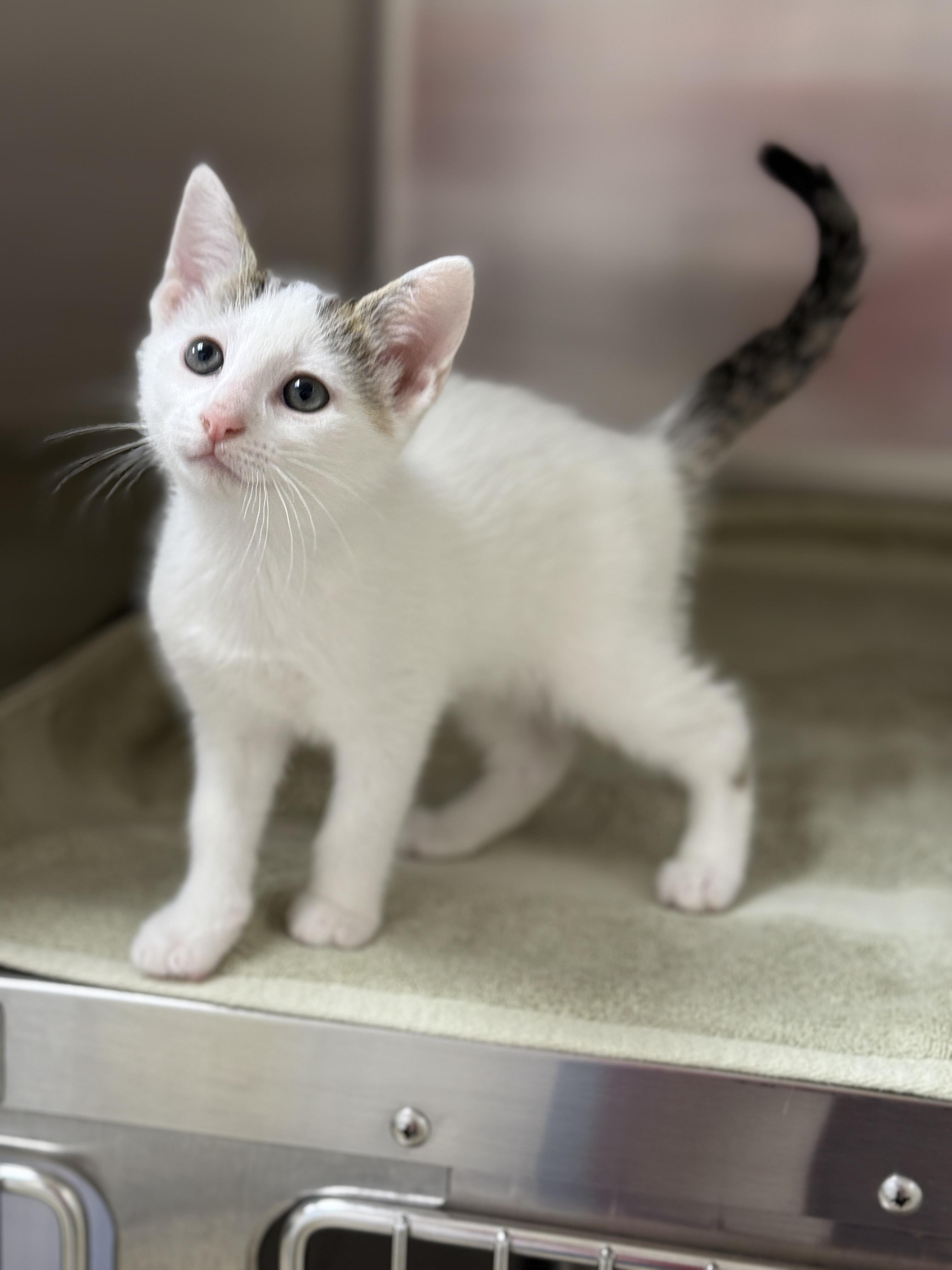 Enlarge Elijah, an adopted Domestic Short Hair in Pawleys Island, SC image 3/3
