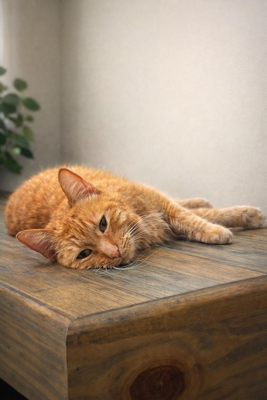 Peaches, an adopted Tabby in Los Angeles, CA image 5/6