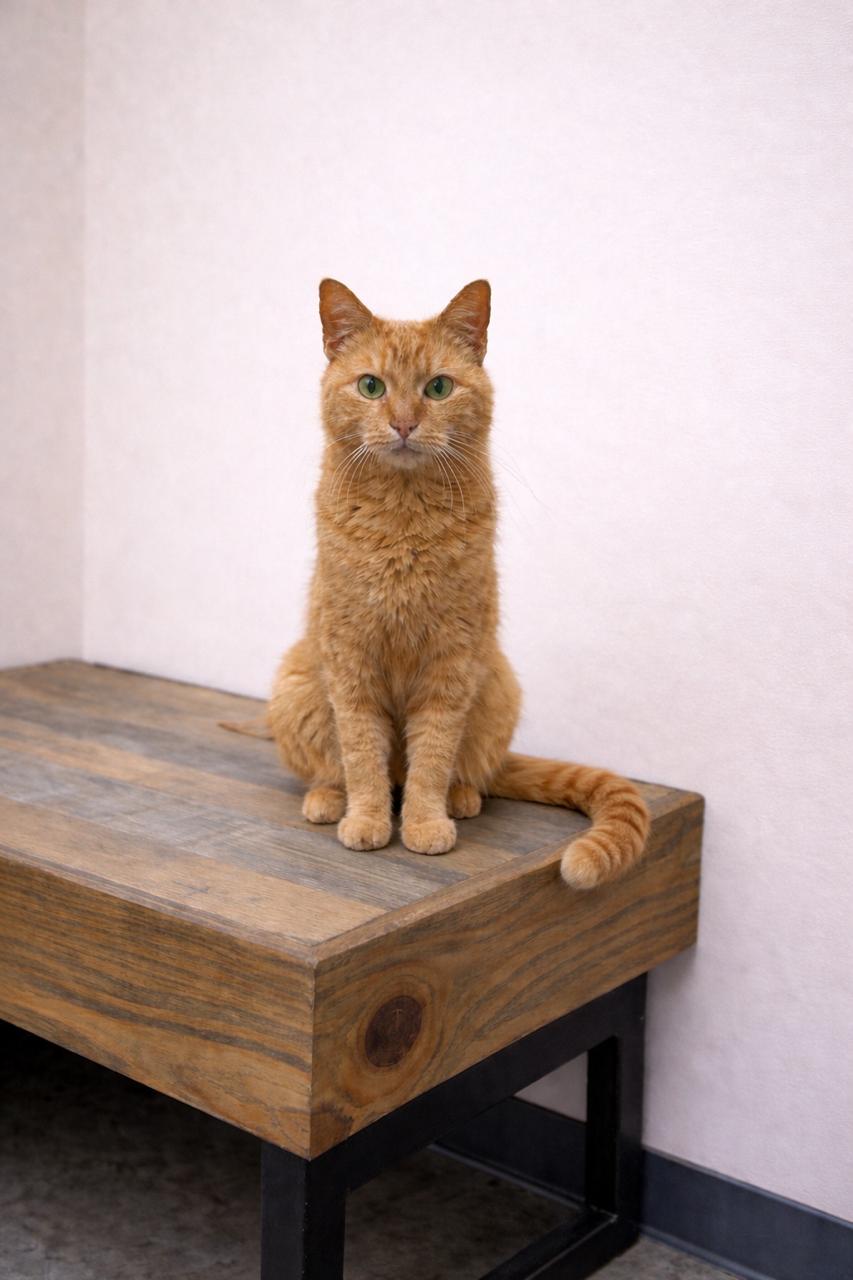 Peaches, an adopted Tabby in Los Angeles, CA image 4/6