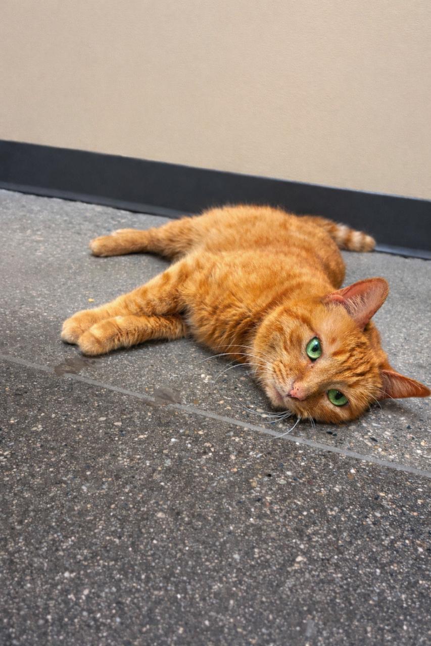 Peaches, an adopted Tabby in Los Angeles, CA image 1/6