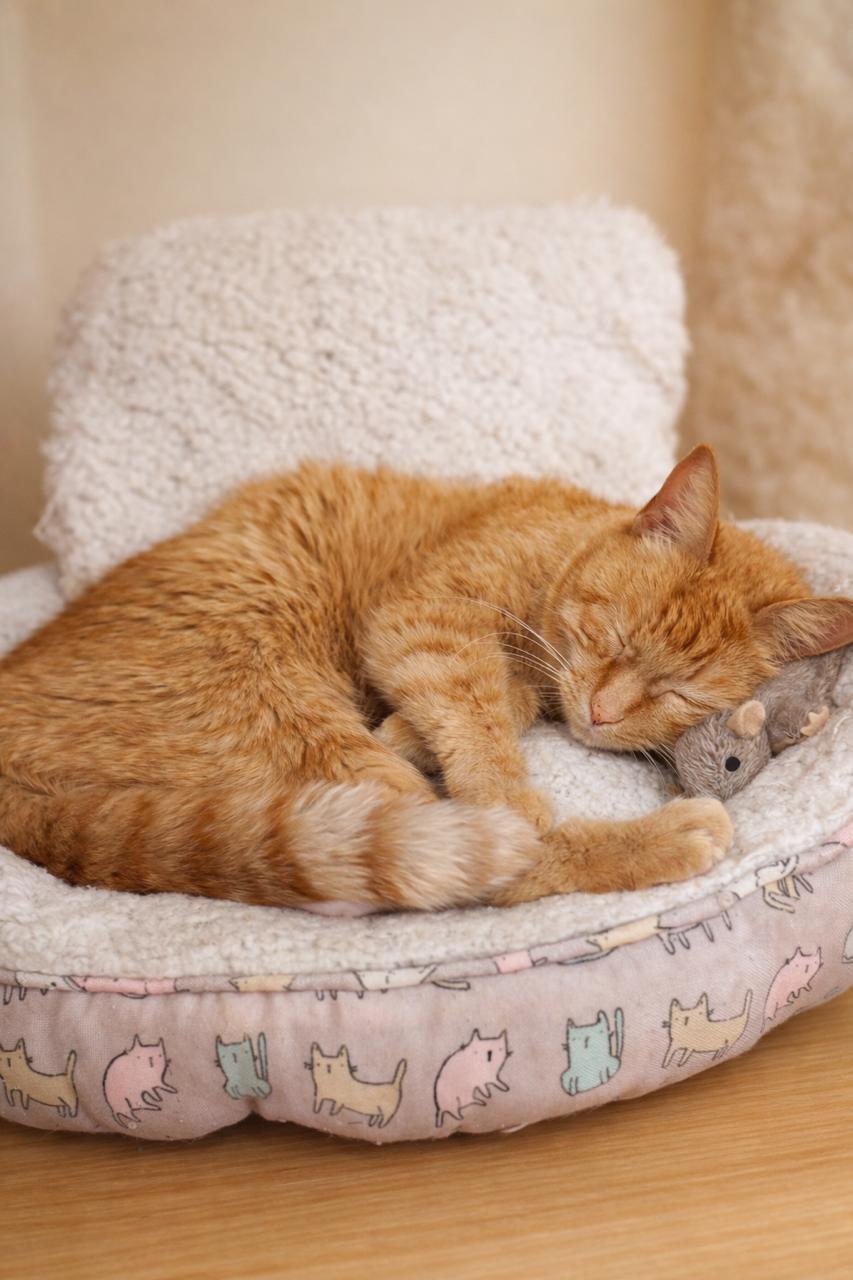 Peaches, an adopted Tabby in Los Angeles, CA image 2/6