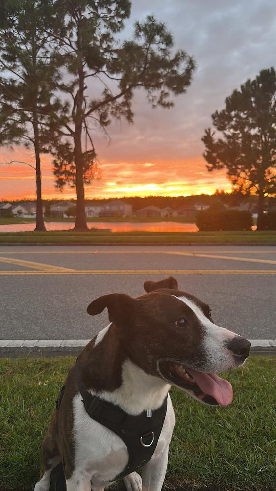 Enlarge Jake, a Adoptable mixed breed in Orlando, FL image 1/4