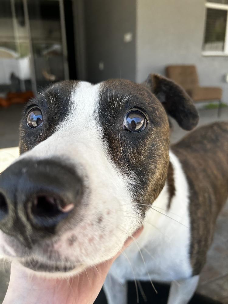 Enlarge Jake, a Adoptable mixed breed in Orlando, FL image 2/4