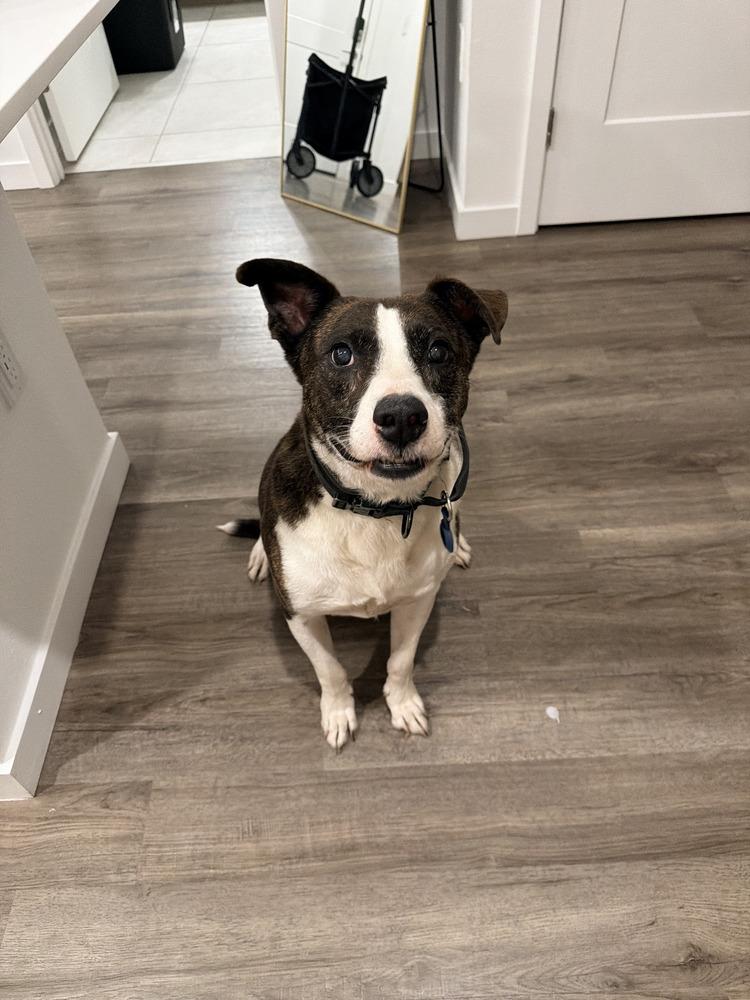 Enlarge Jake, a Adoptable mixed breed in Orlando, FL image 3/6