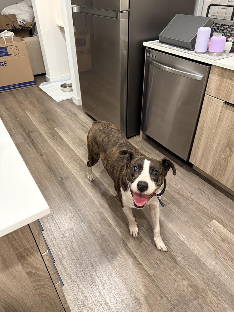 Enlarge Jake, a Adoptable mixed breed in Orlando, FL image 4/6