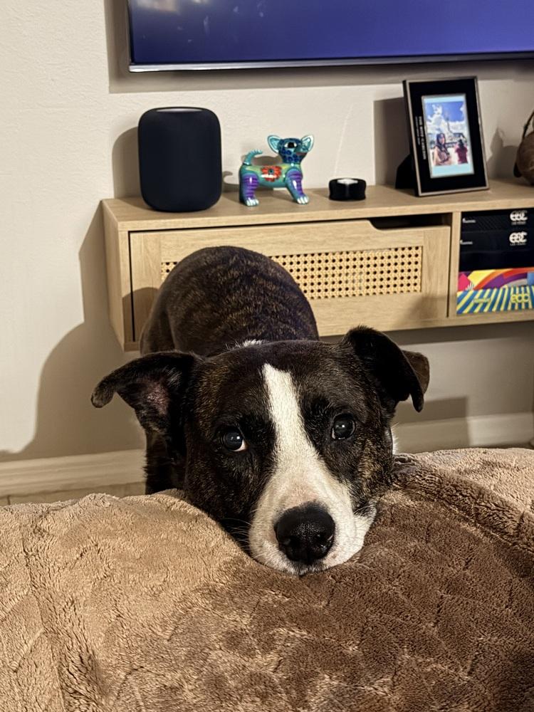 Enlarge Jake, a Adoptable mixed breed in Orlando, FL image 3/4