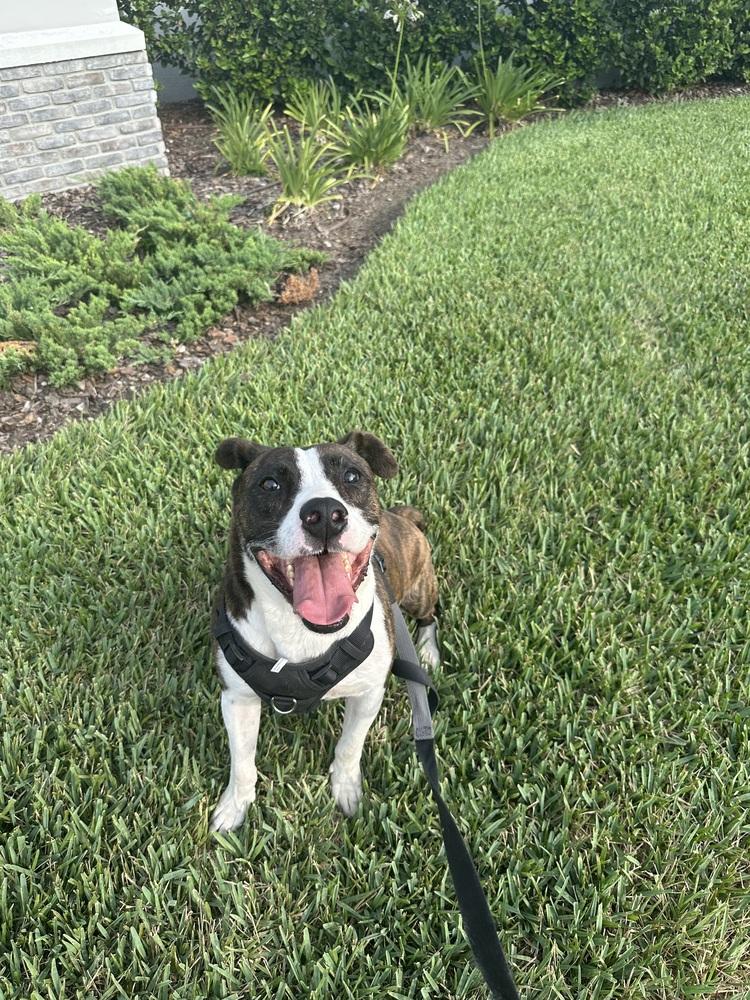 Enlarge Jake, a Adoptable mixed breed in Orlando, FL image 4/4