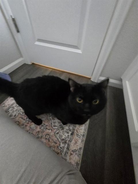 ROY, Adoptable, Young Male Domestic Short Hair.